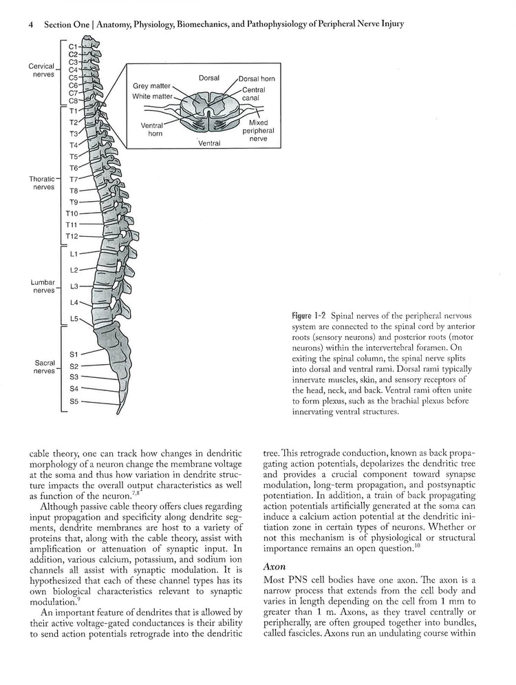 Peripheral Nerve Injury: Anatomical – BookXcess