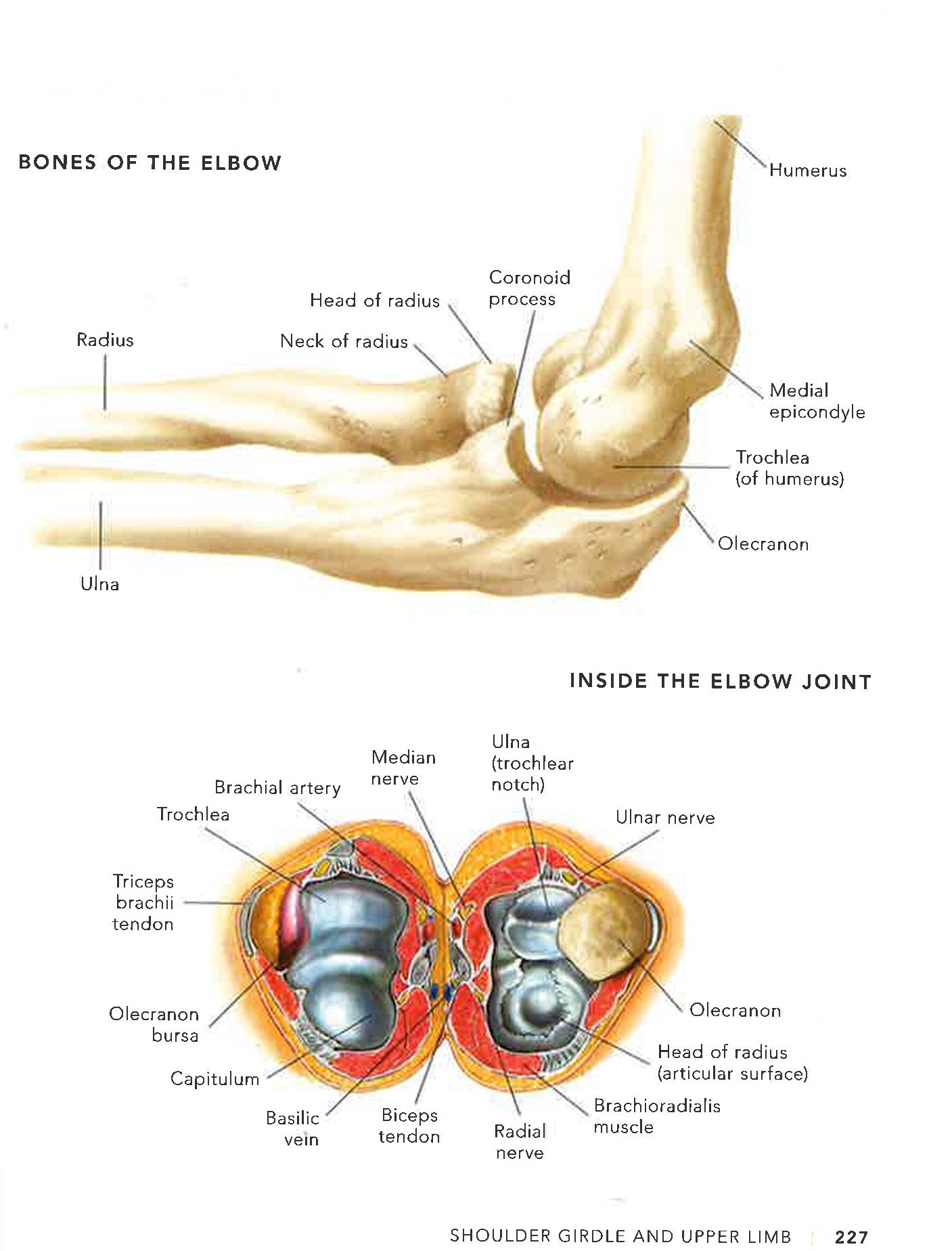 Crook Body Part Pocket Anatomy Of The Moving Body – BookXcess