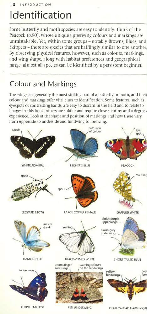 A Photographic Guide To Moths & Butterflies Of New Zealand – Te Hāpū O - Foto 10