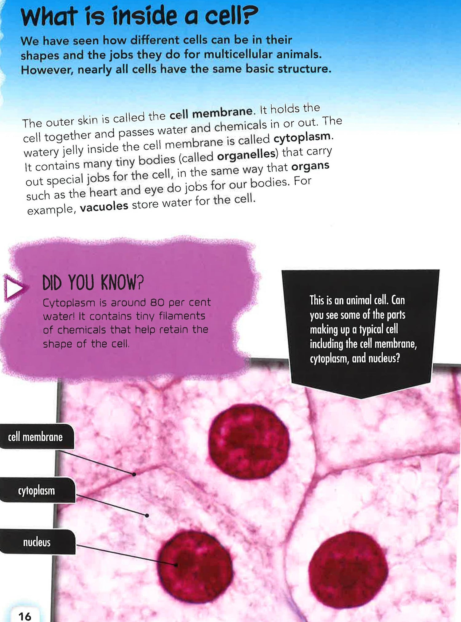 Cells – BookXcess