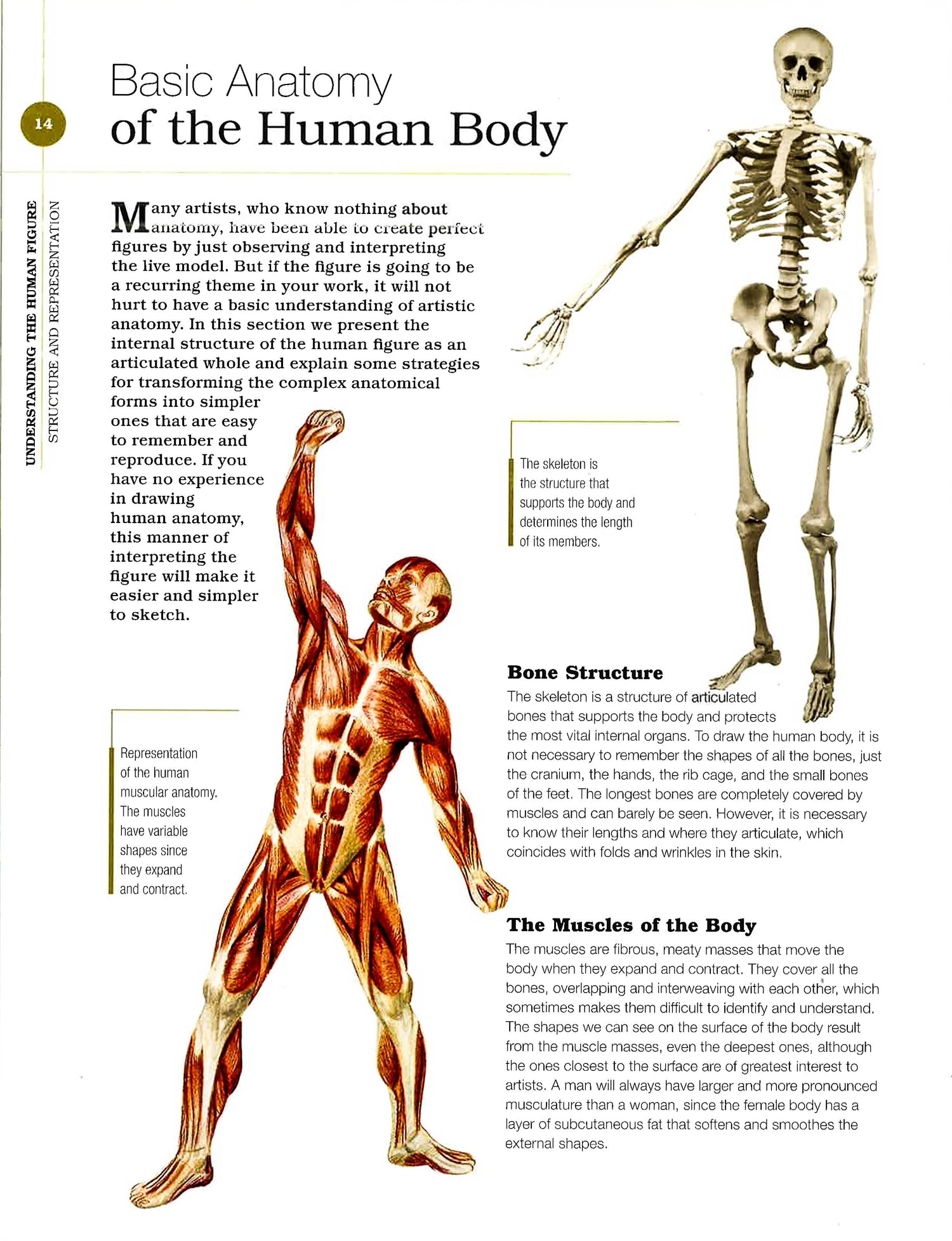 Human Figure Rigging Book Big Book Of The Human Figure – BookXcess