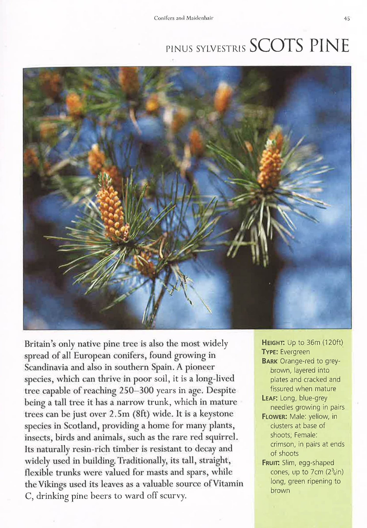 Tree Guide Magazine The Ultimate Guide To Trees – BookXcess