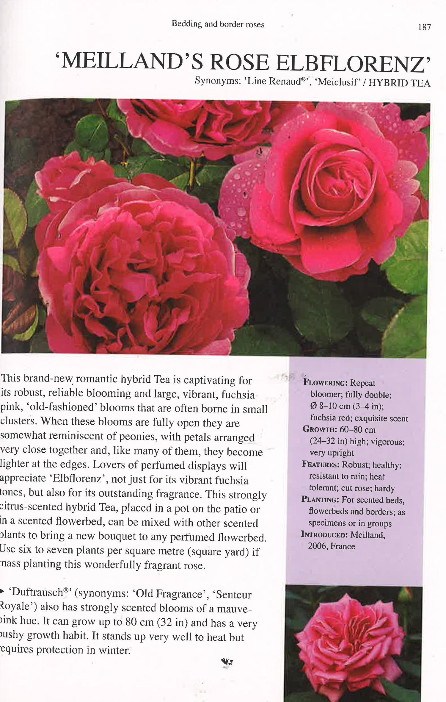 The Ultimate Guide To Roses – BookXcess