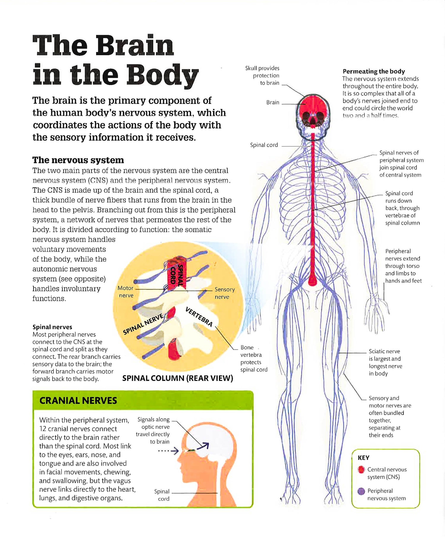 BORROW HOW THE BRAIN WORKS THE FACTS VISUALLY EXPLAINED visual data 8