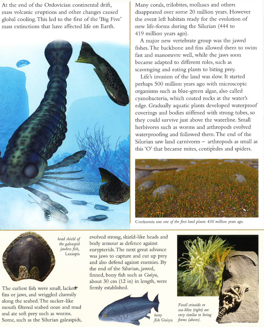Brief Illustrated History Of Life On Earth – BookXcess