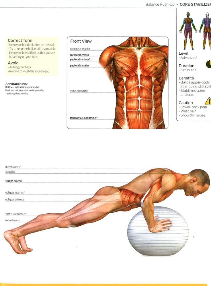 Anatomy Core Muscle Fitness Rectus Abdominis Muscle Functional (Ab
