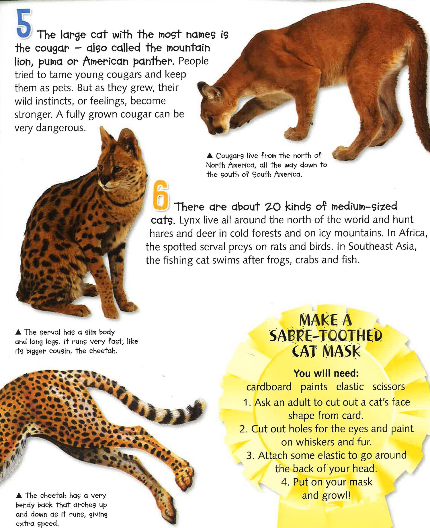 100 Facts Cats And Kittens – BookXcess