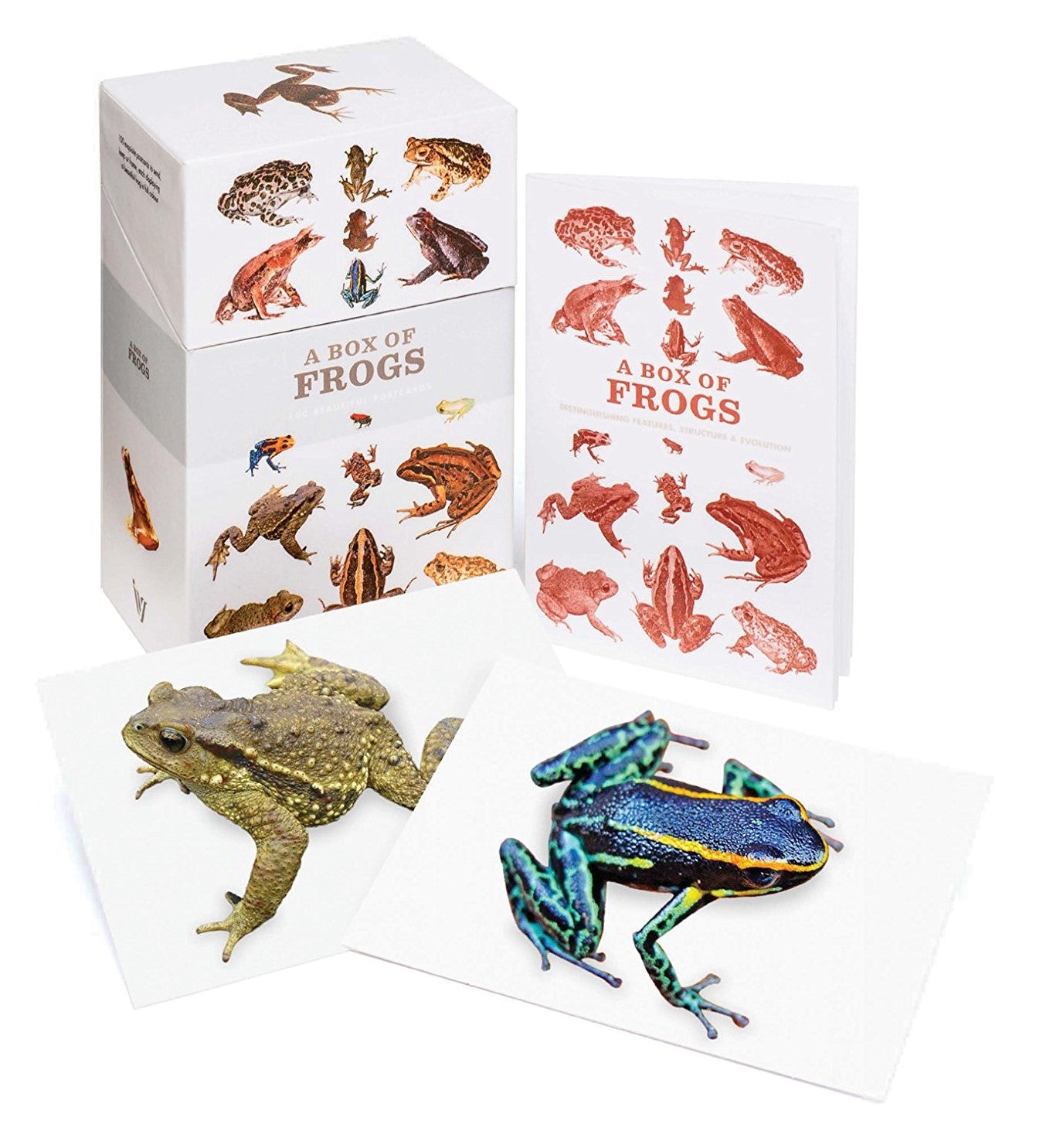 Frog Box Set Box Of Frogs: 100 Beautiful Postcards – BookXcess