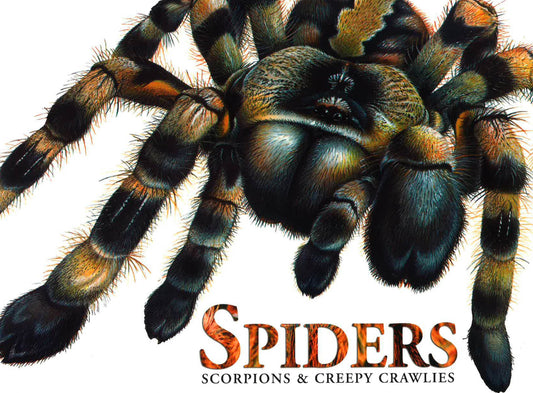 Spiders Scorpions And Creepy Crawlies