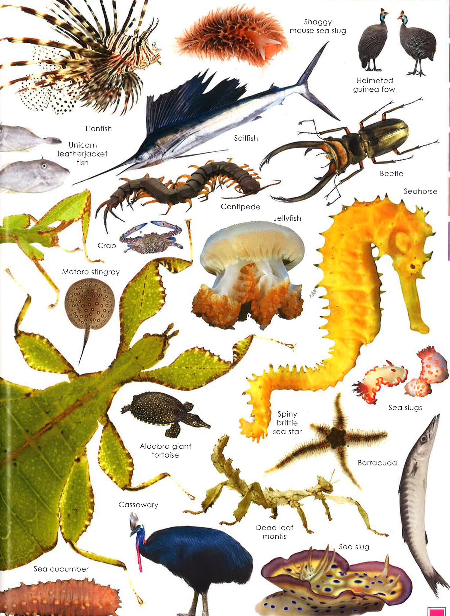 Search Creatures Curious Creatures – BookXcess