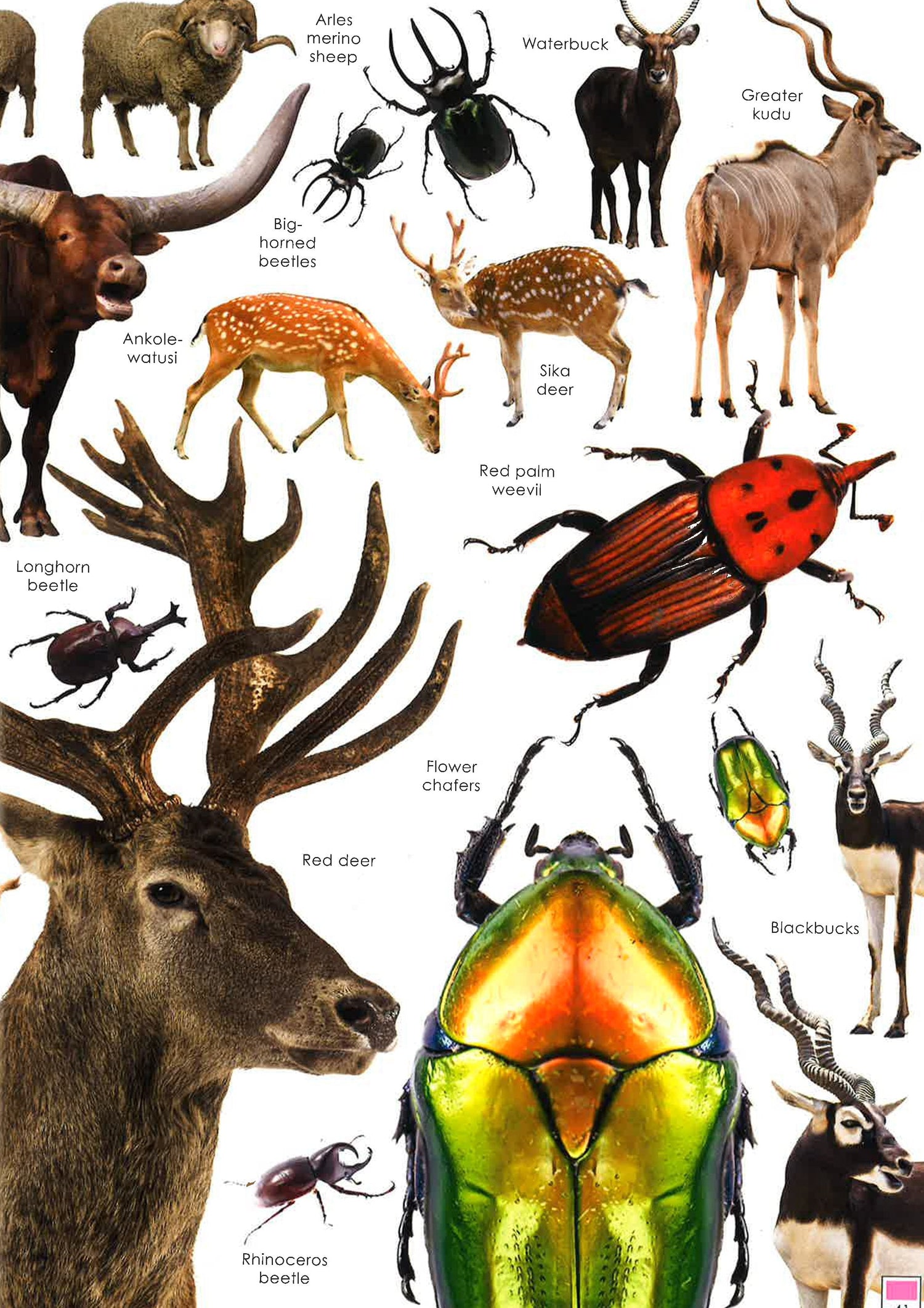 Search Creatures Curious Creatures – BookXcess