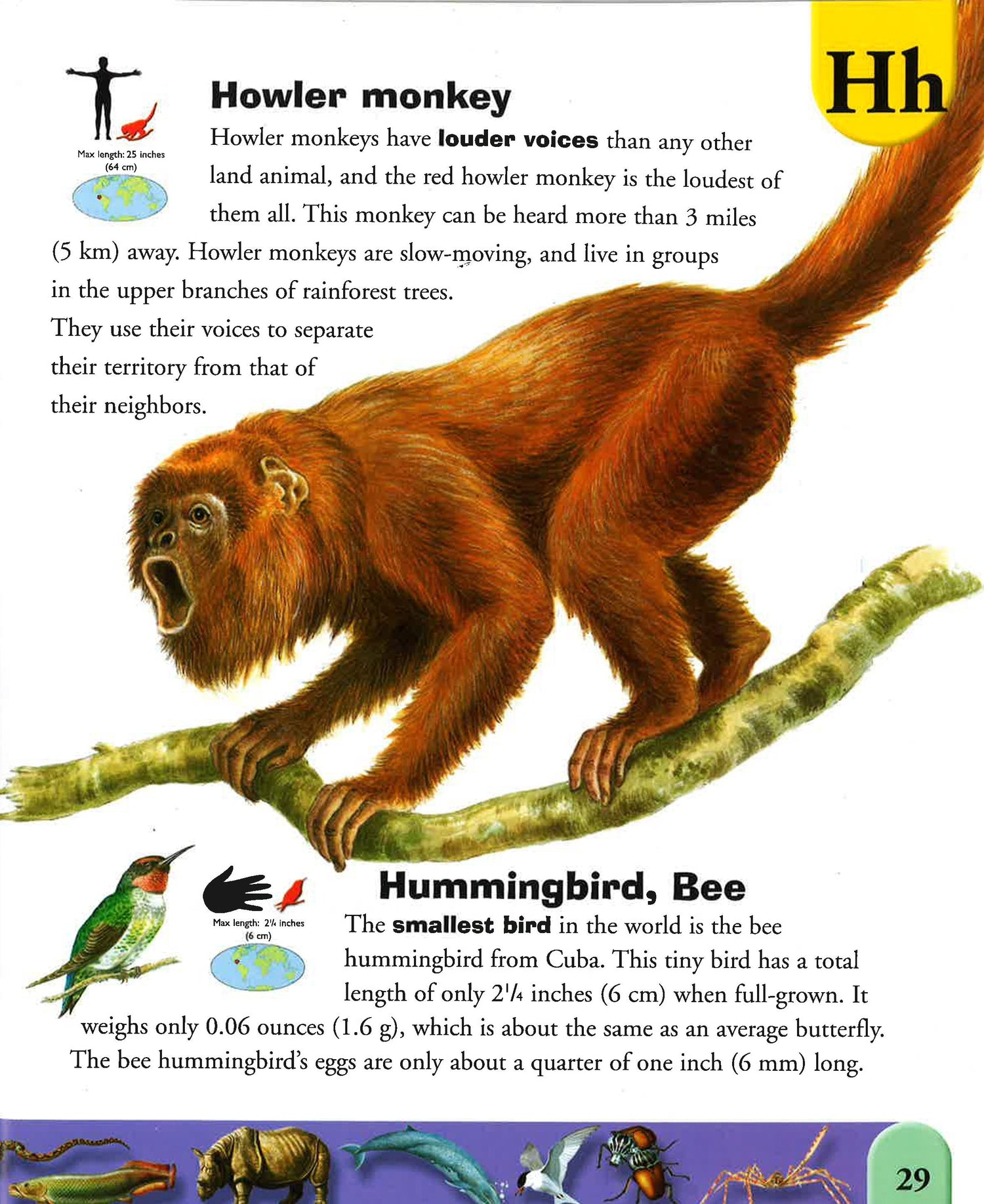 Extreme Dictionary Extreme Animals Dictionary – BookXcess