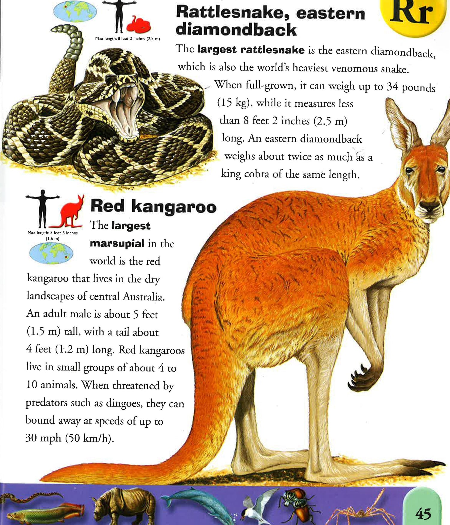 Extreme Dictionary Extreme Animals Dictionary – BookXcess