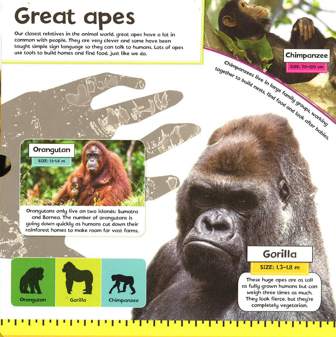 LifeSize Jungle Animals BookXcess