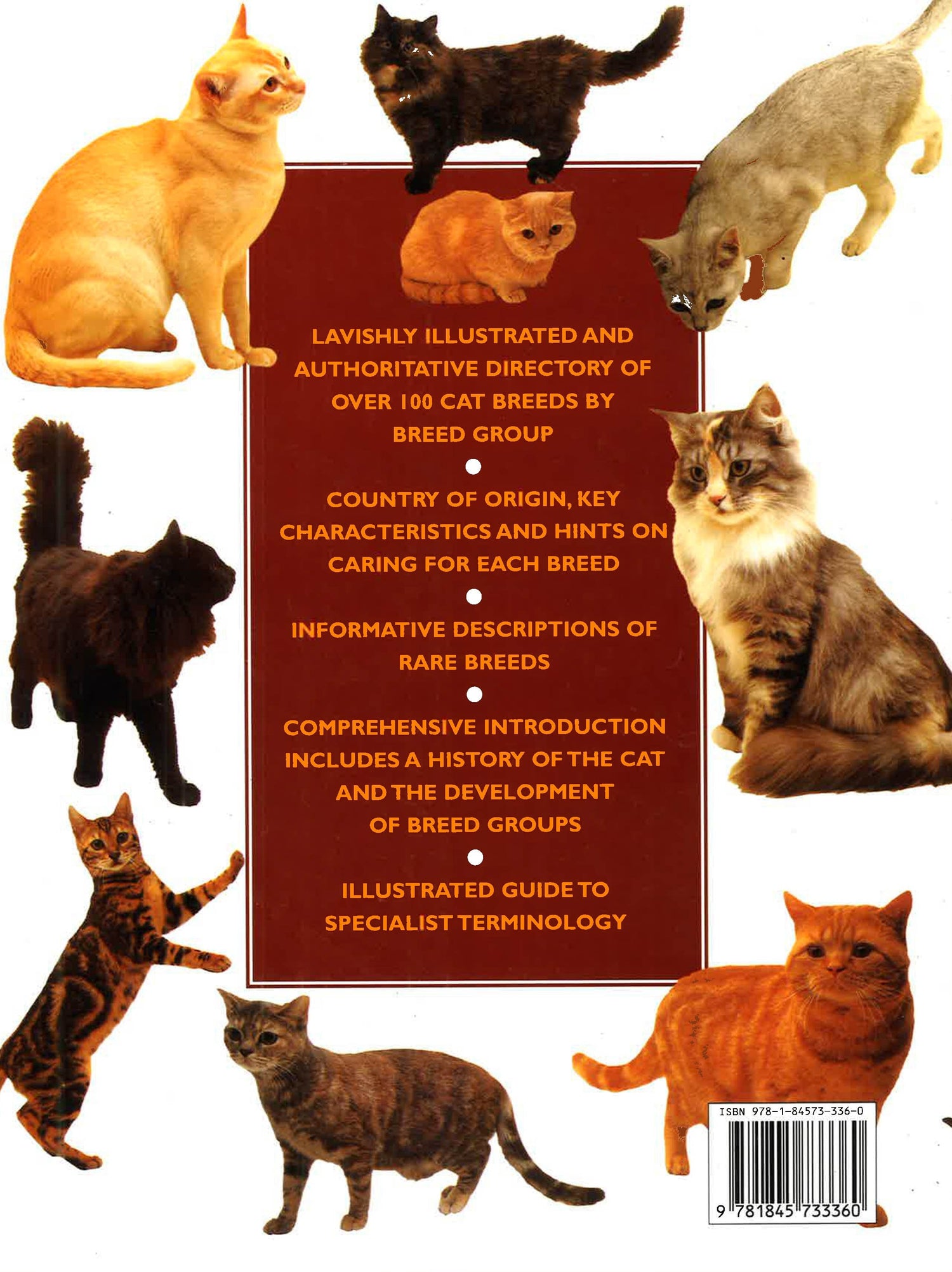 Maine Coon Cat Breeds By Country Illustrated Of Cat Breeds – BookXcess