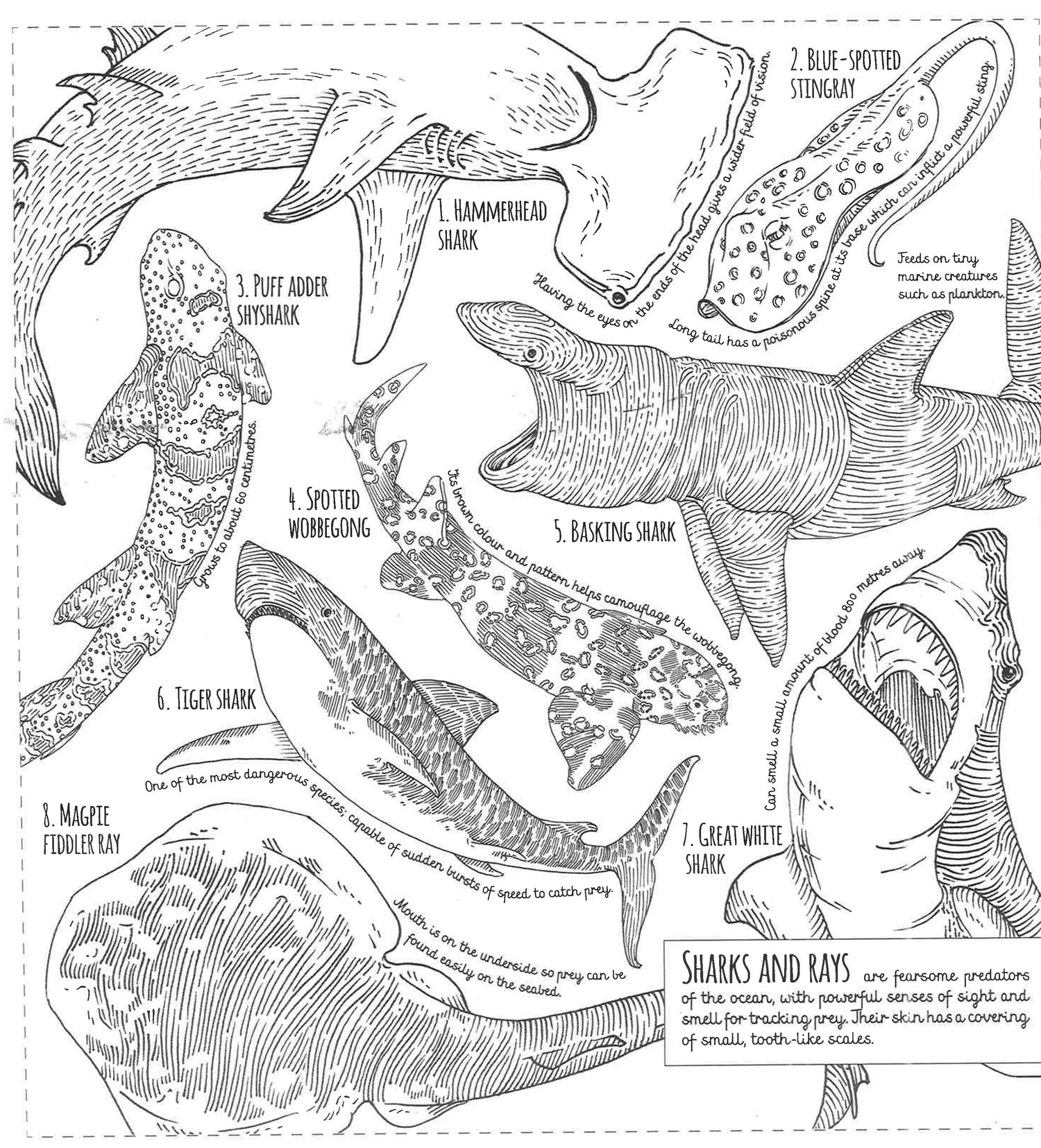 Creatures Field Guide Field Guide: Creatures Great And Small – BookXcess