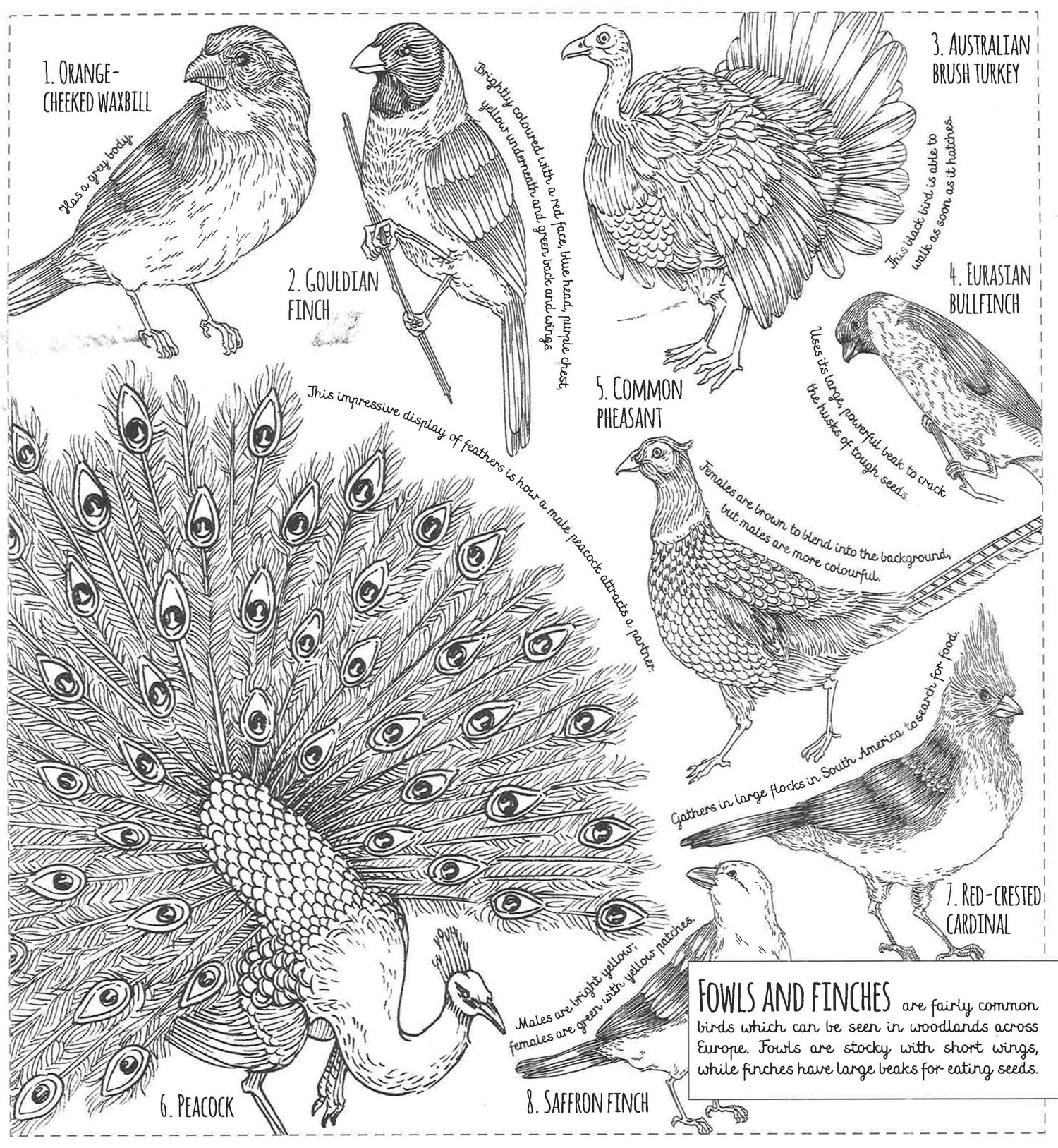 Creatures Field Guide Field Guide: Creatures Great And Small – BookXcess