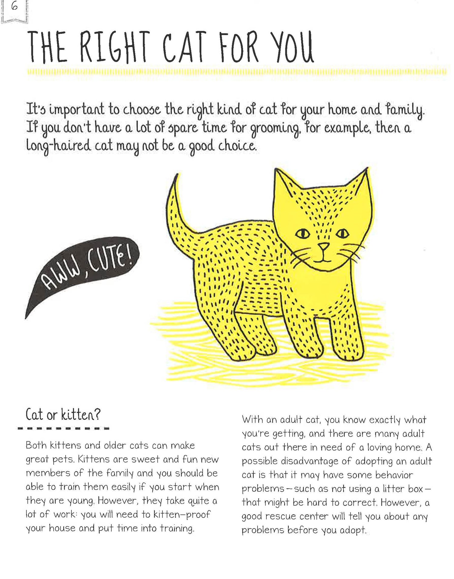 How To Look After Your Kitten – BookXcess