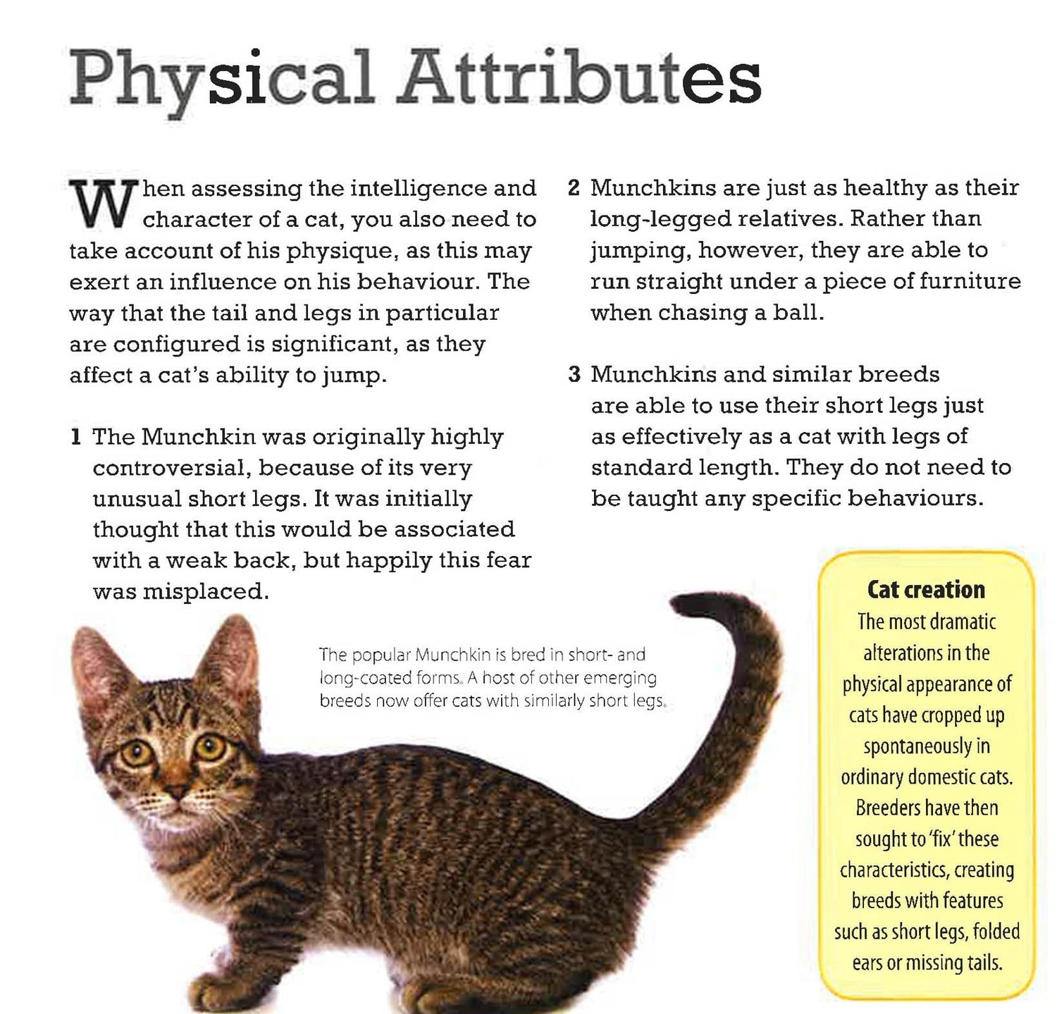 Domestic Cats The Most Intelligent Cats Pets Most Trainable Cat