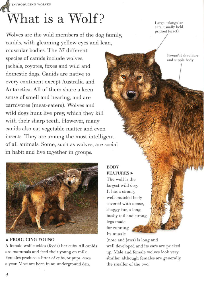 Wolf Knowledge Exploring Nature:Wolves-Life In The Wild – BookXcess