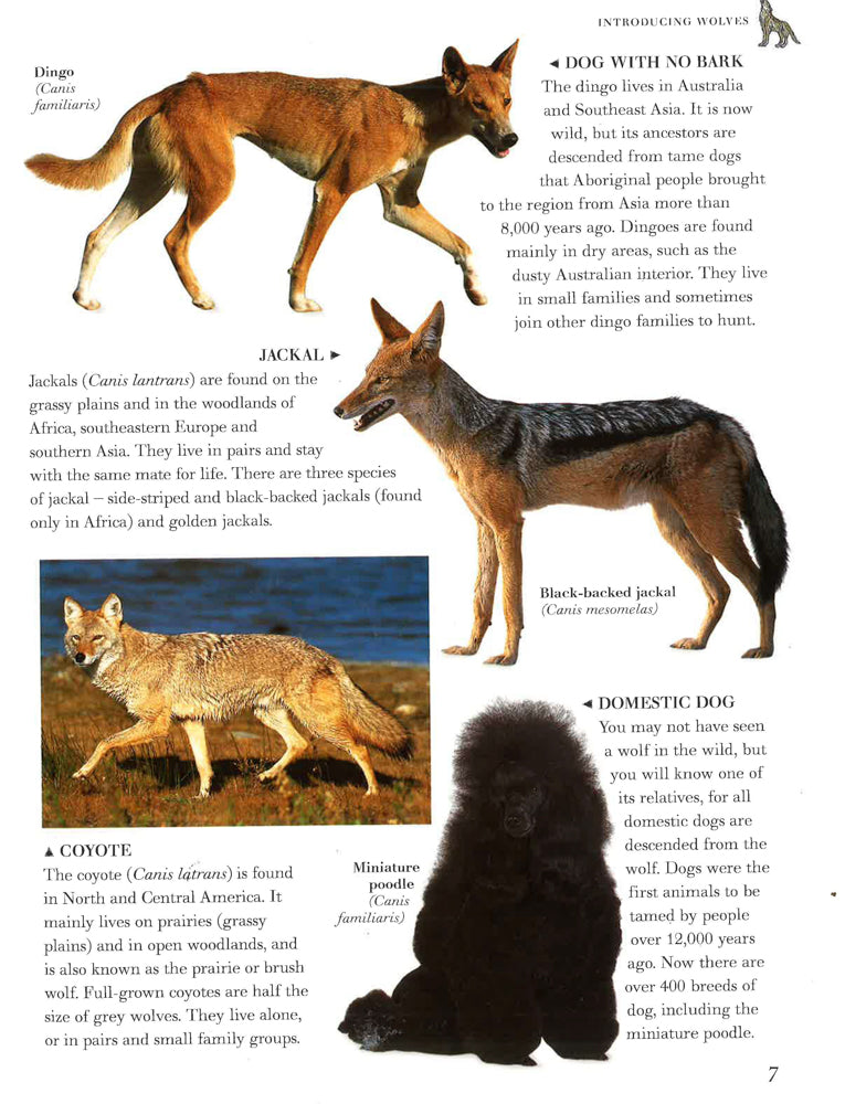 Exploring Nature:Wolves-Life In The Wild – BookXcess