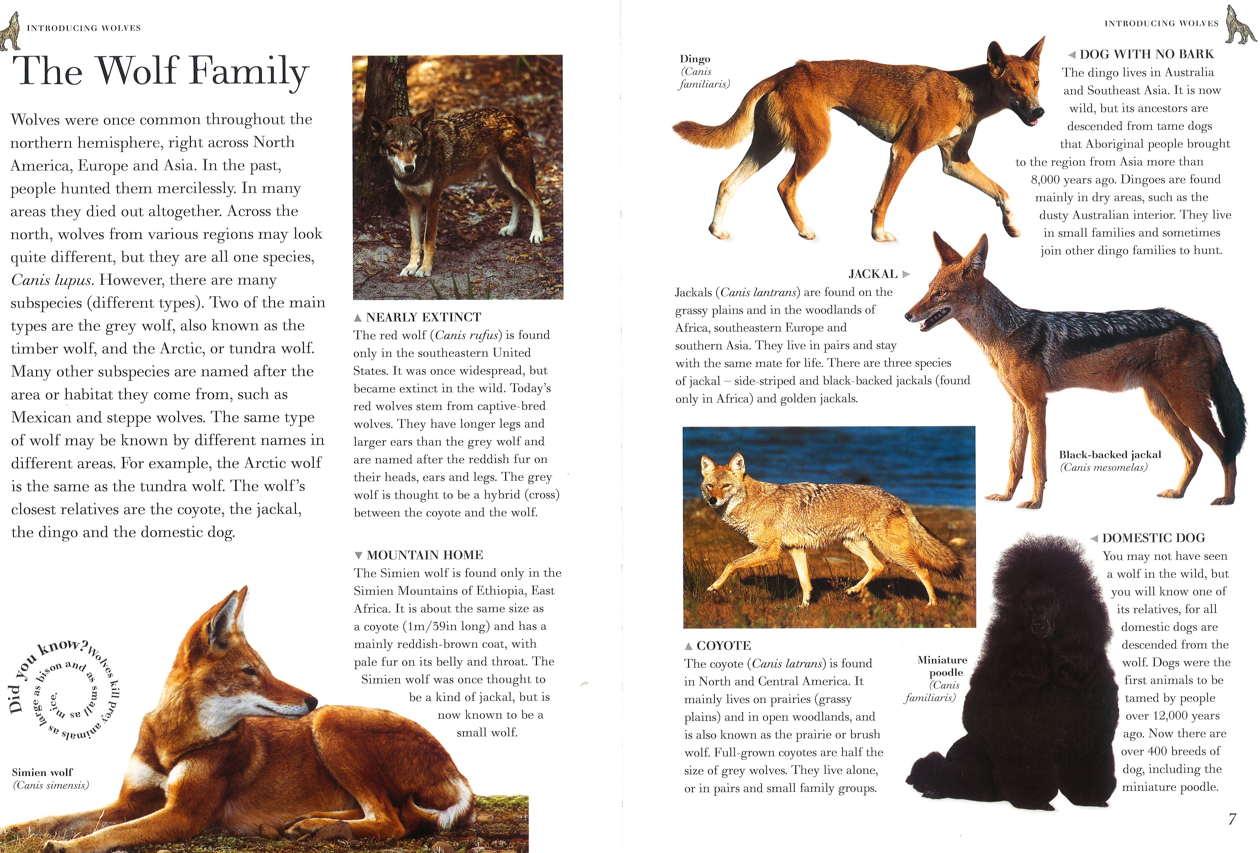 Exploring Nature:Wolves-Life In The Wild – BookXcess