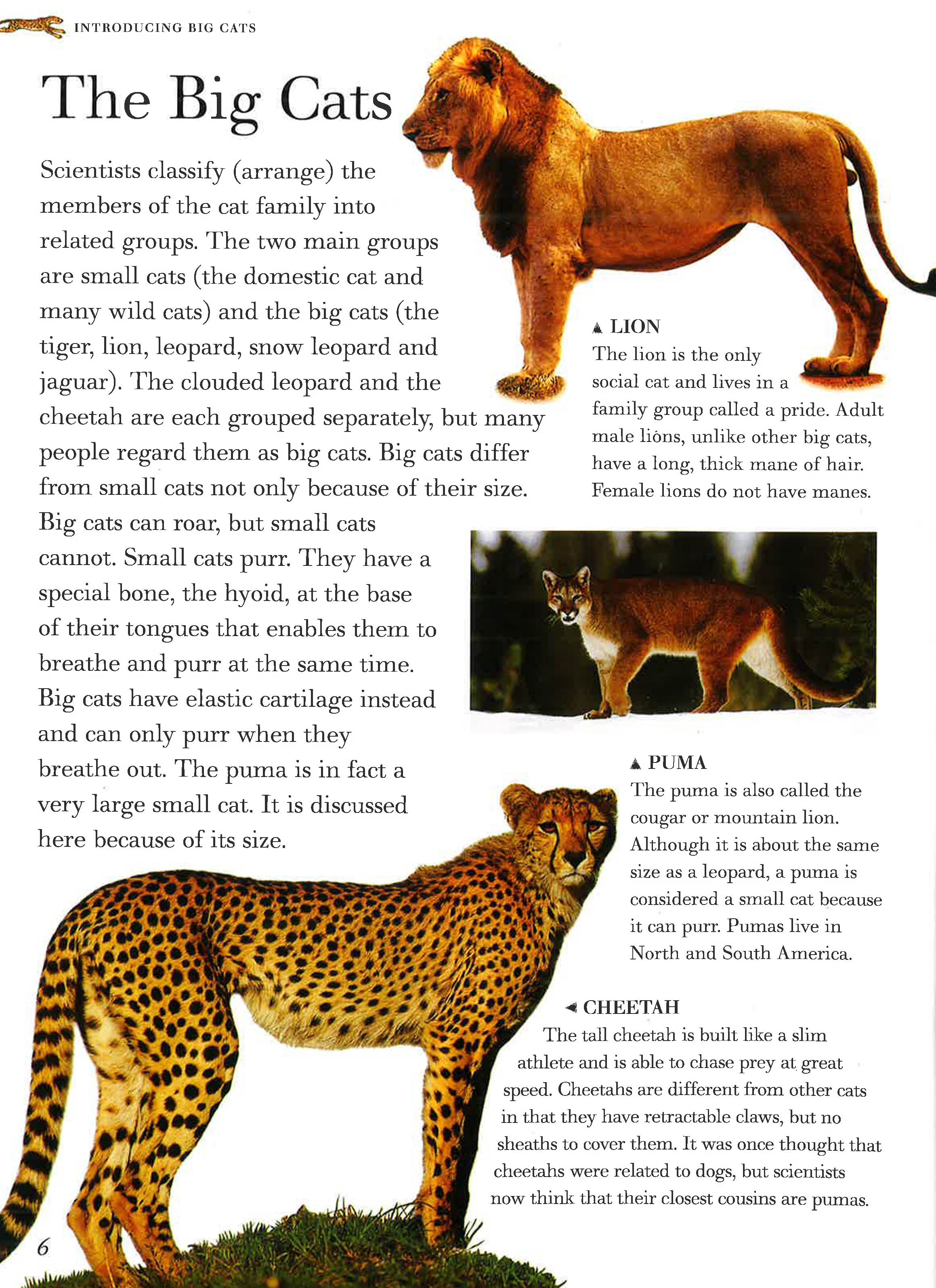 Cheetah Largest Cat That Can Purr Exploring Nature Big Cats