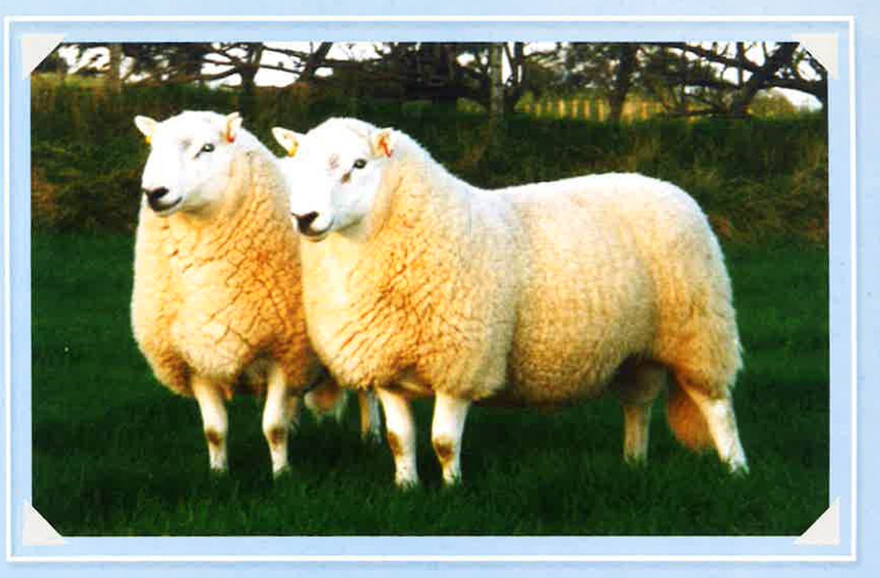 Translation missing: en.sections.featured_product.gallery_thumbnail_alt
