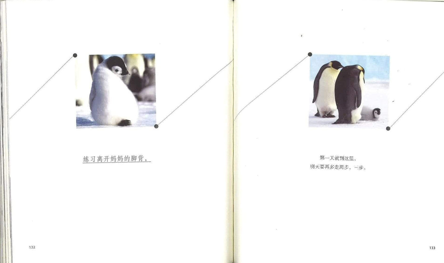 南极的眼泪像帝企鹅般生活