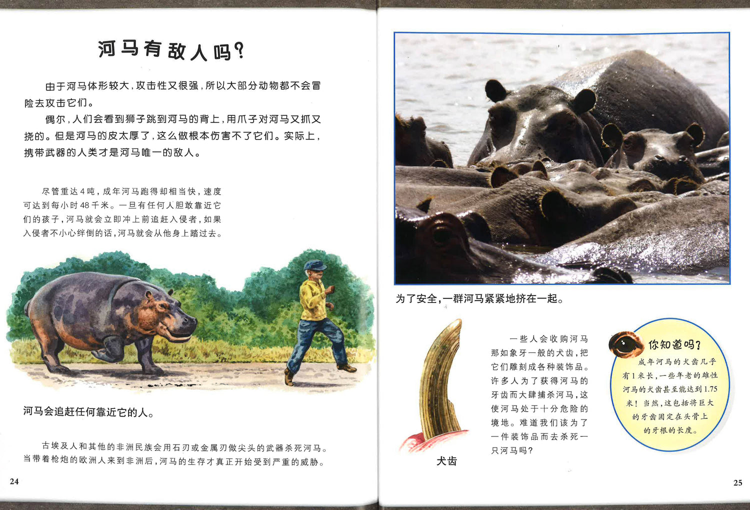 可怕的动物 河马