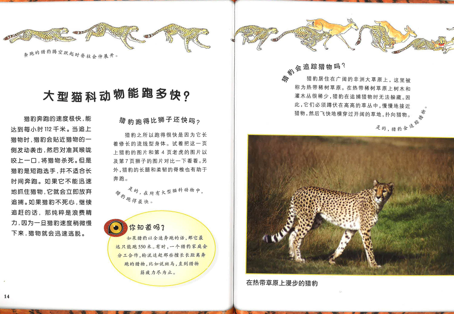 可怕的动物 大猫