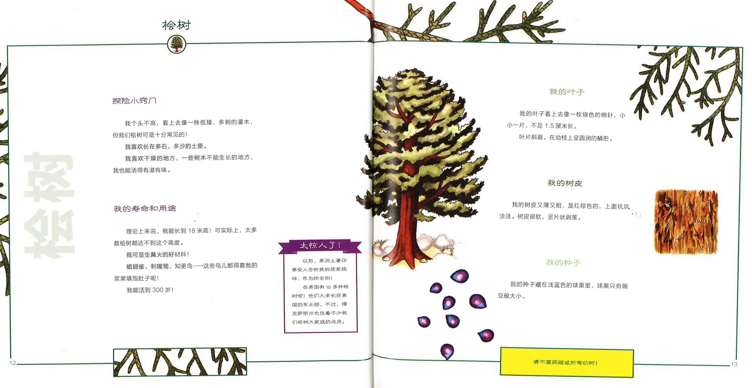 落叶松和他的伙伴们-听大自然讲故事