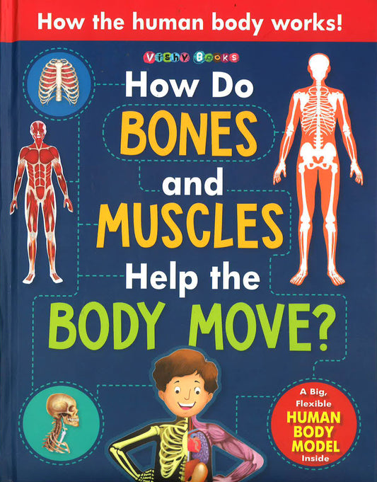 How Do Bones And Muscles Help The Body Move