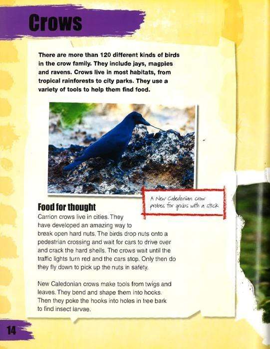 AMAZING ANIMAL TOOL-USERS AND TOOL-MAKERS