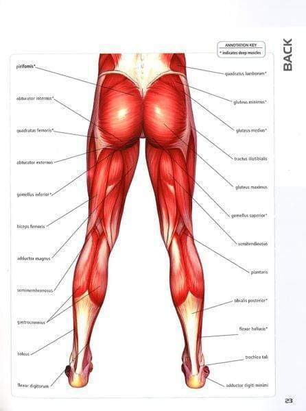 Anatomy Of Cycling (The Anatomy Series)