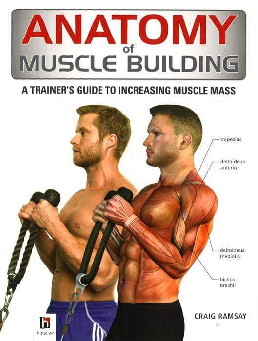 Anatomy Of Muscle Building