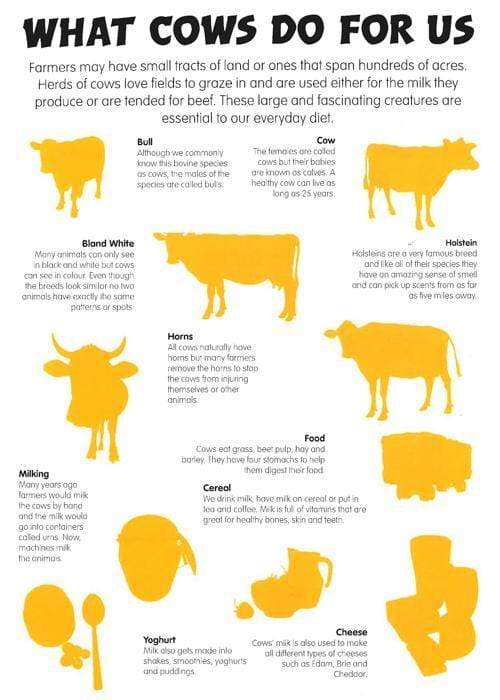 Animal Detective : On The Farm Sticker Book