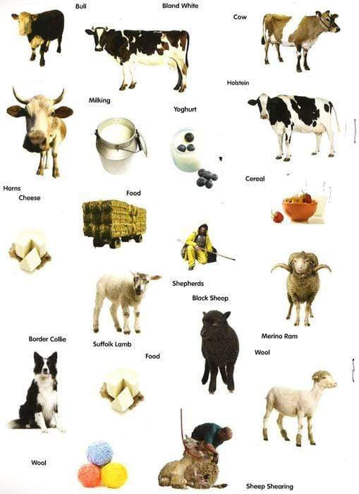 Animal Detective : On The Farm Sticker Book