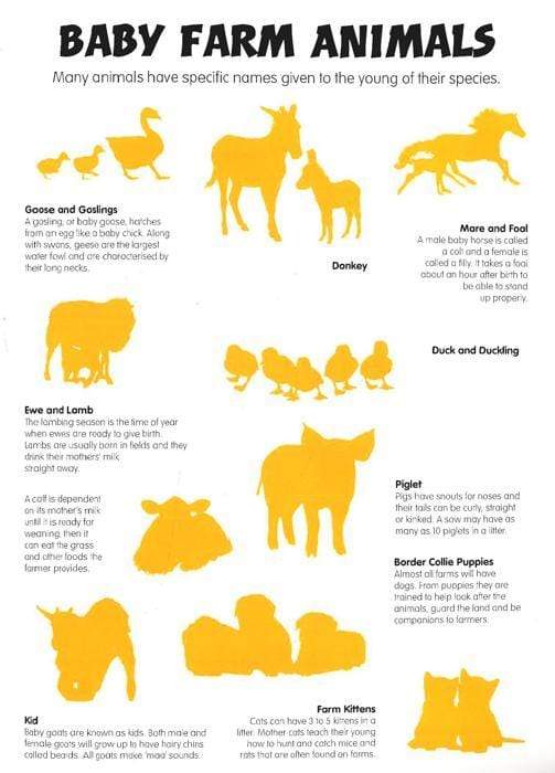 Animal Detective : On The Farm Sticker Book