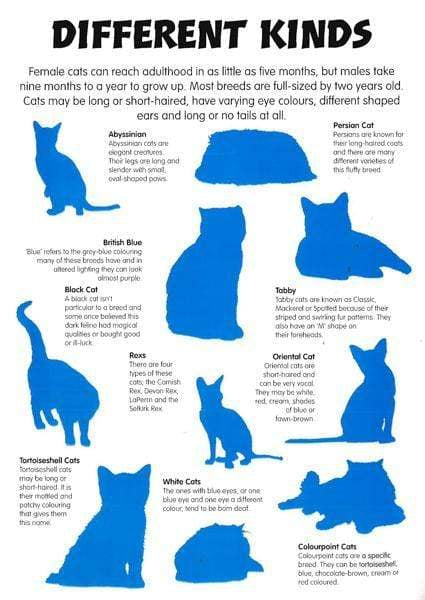 Animal Detectives: Cats Sticker Book