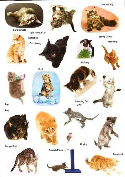 Animal Detectives: Cats Sticker Book