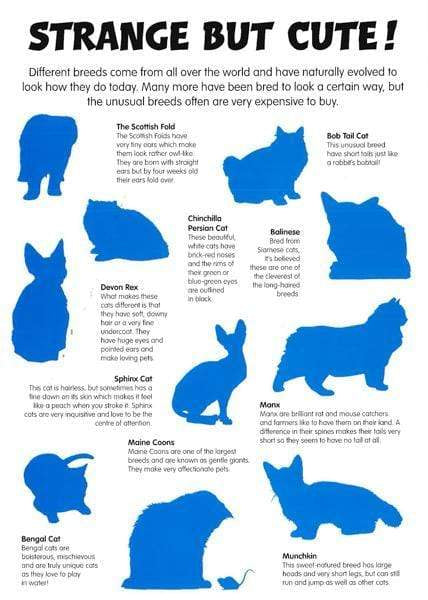 Animal Detectives: Cats Sticker Book