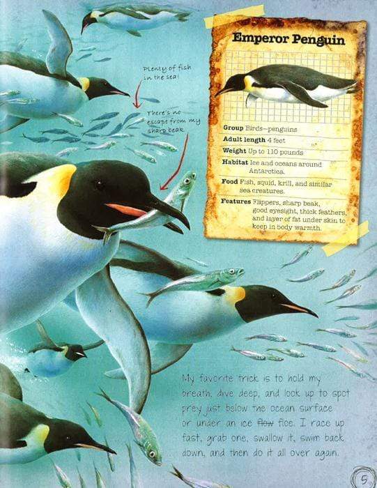 Animal - Penguin Diaries