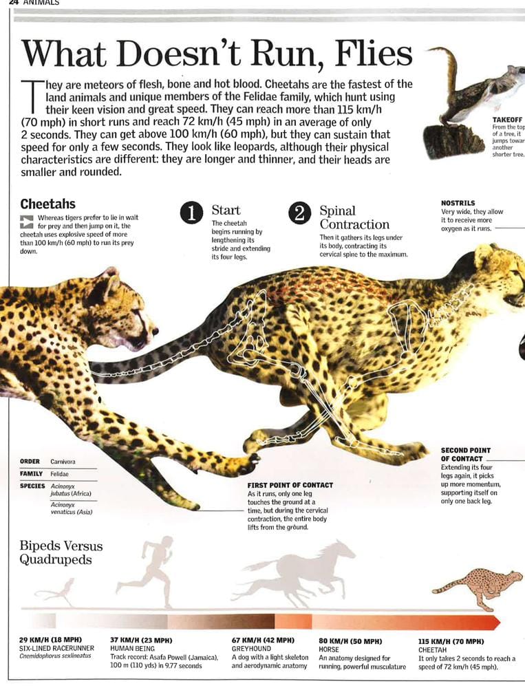 Animals - a Family Reference Guide