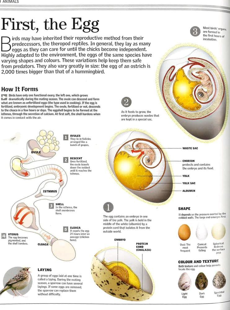 Animals - a Family Reference Guide