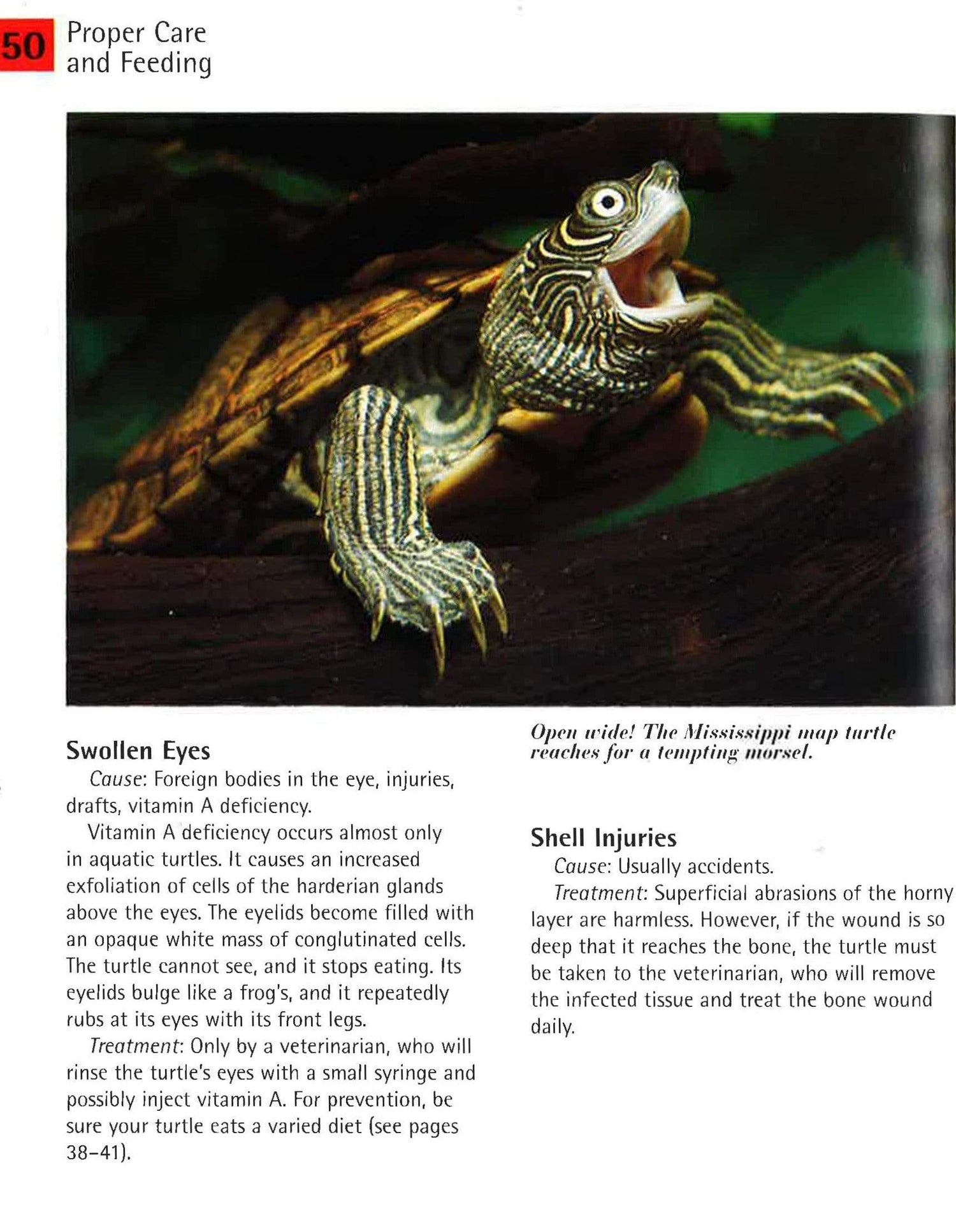 Barrons Books Turtles Pet Owners Manual