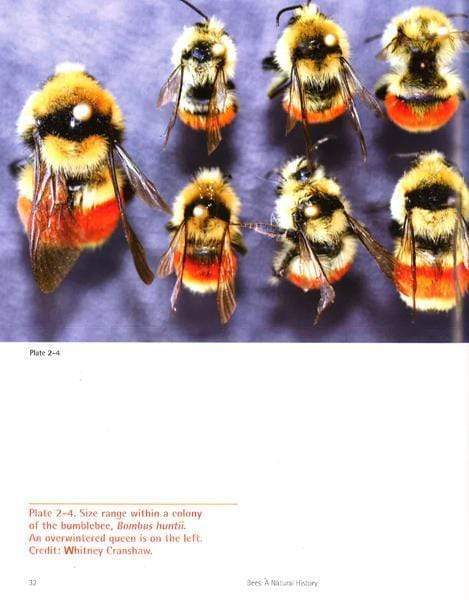 Bees: A Natural History