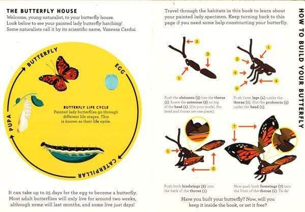 Build A... Butterfly - With A 3D Model To Make