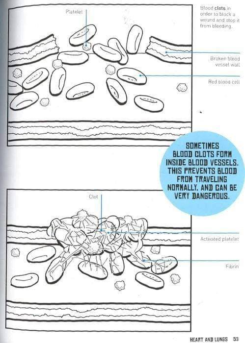 Color + Learn: Human Body