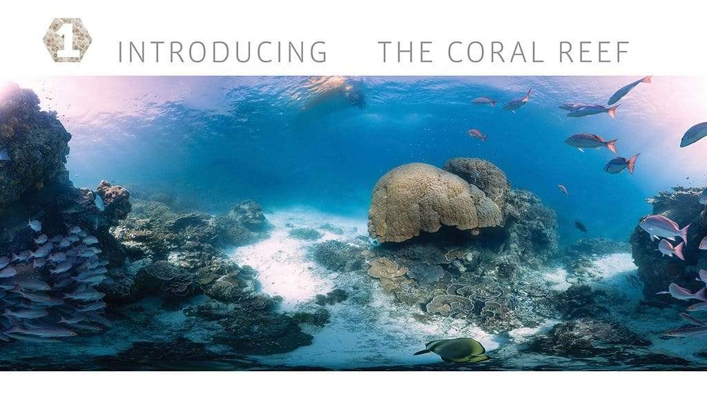 Coral Reefs: Secret Cities of the Sea
